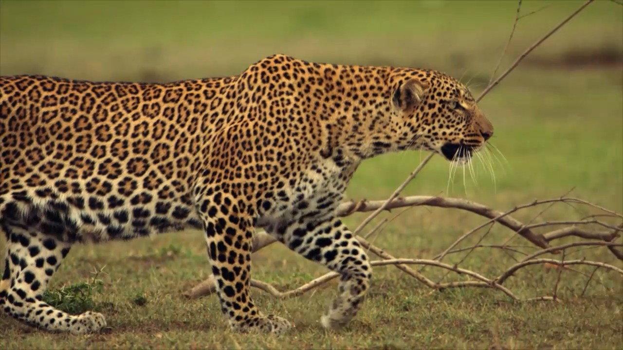 Die Leopardin