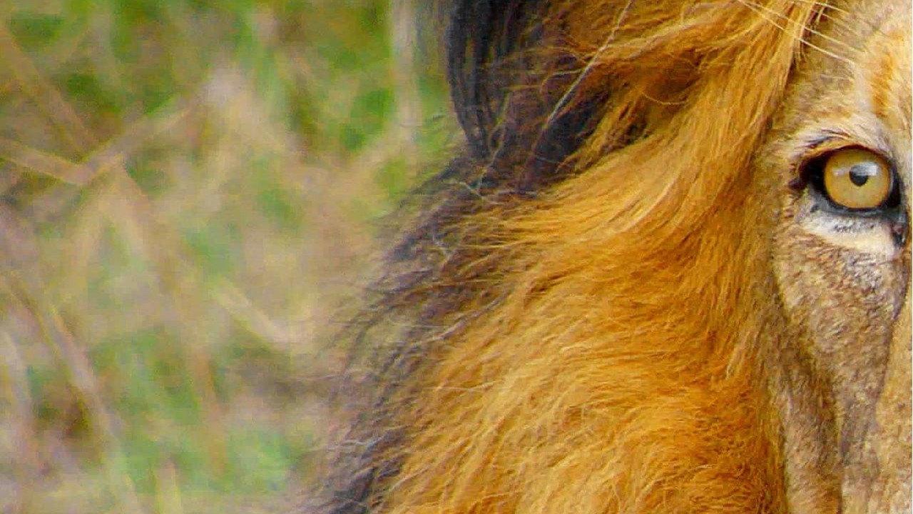 非洲狂野地平线