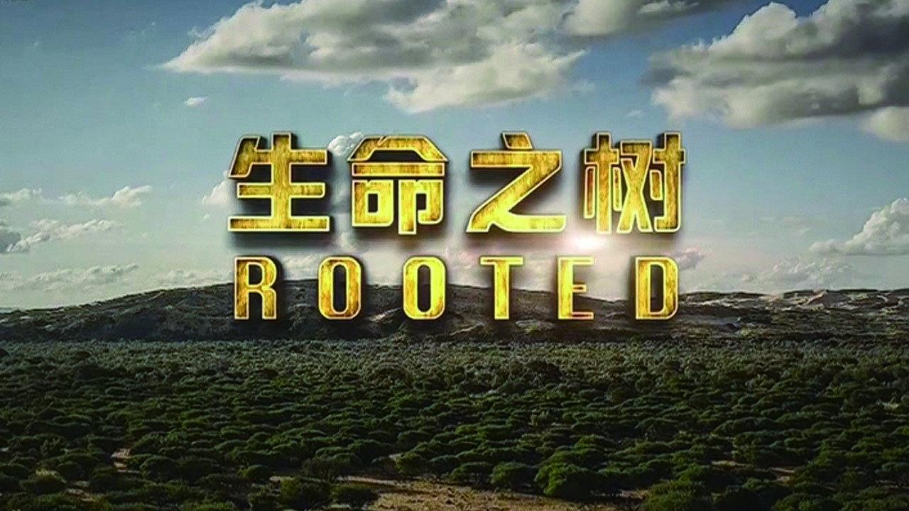 生命之树