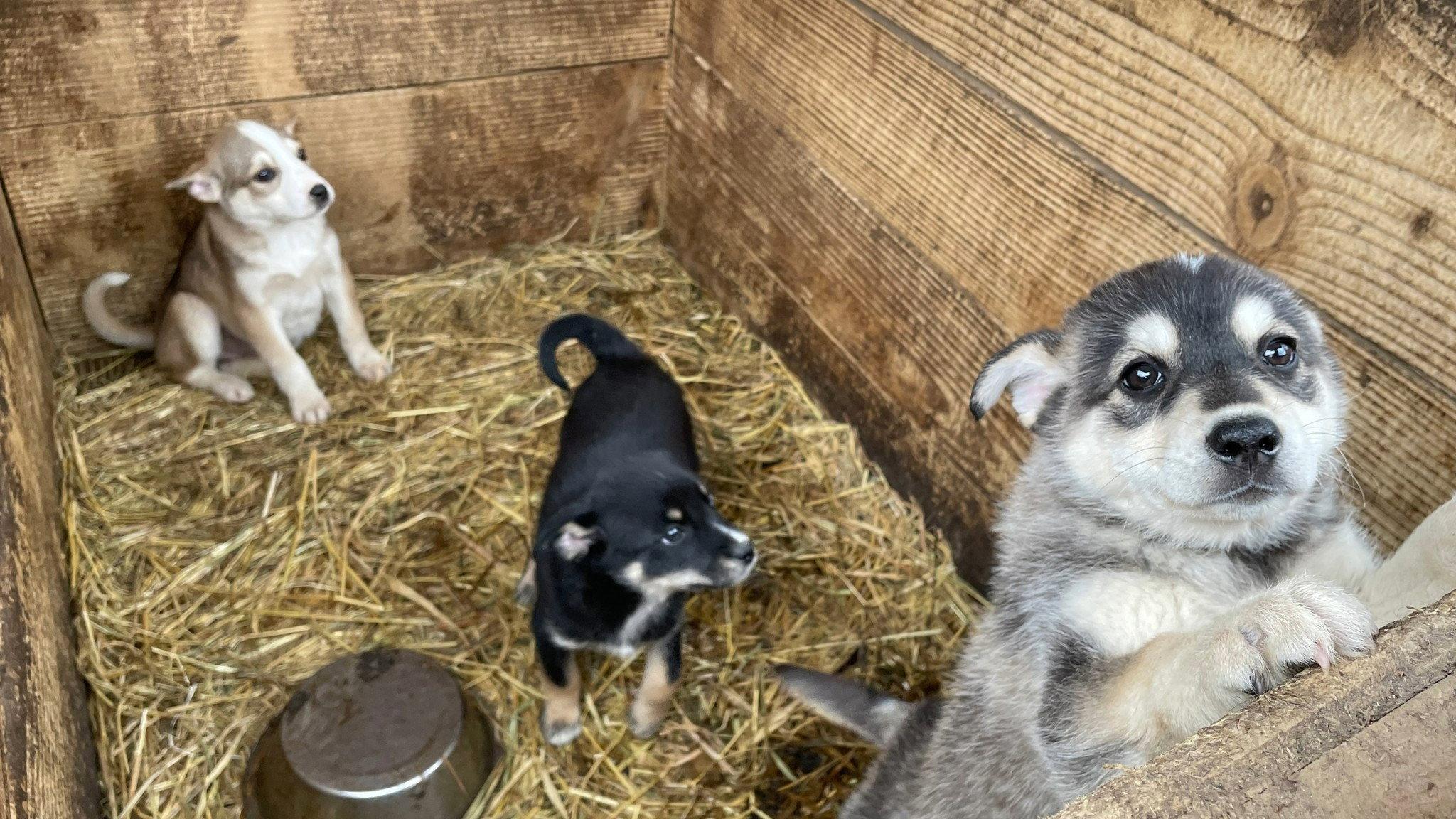 犬与战争:我的乌克兰见闻