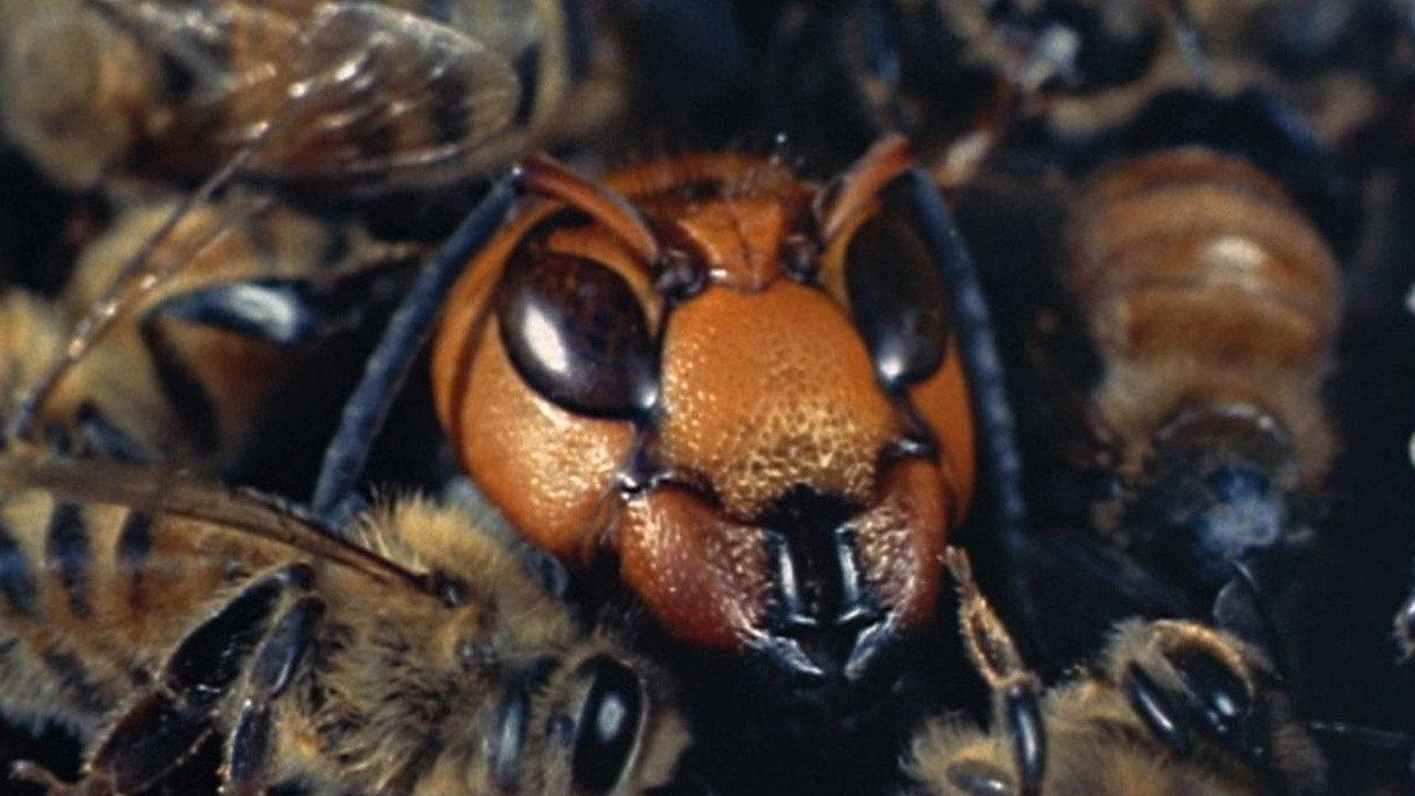 生物奇观