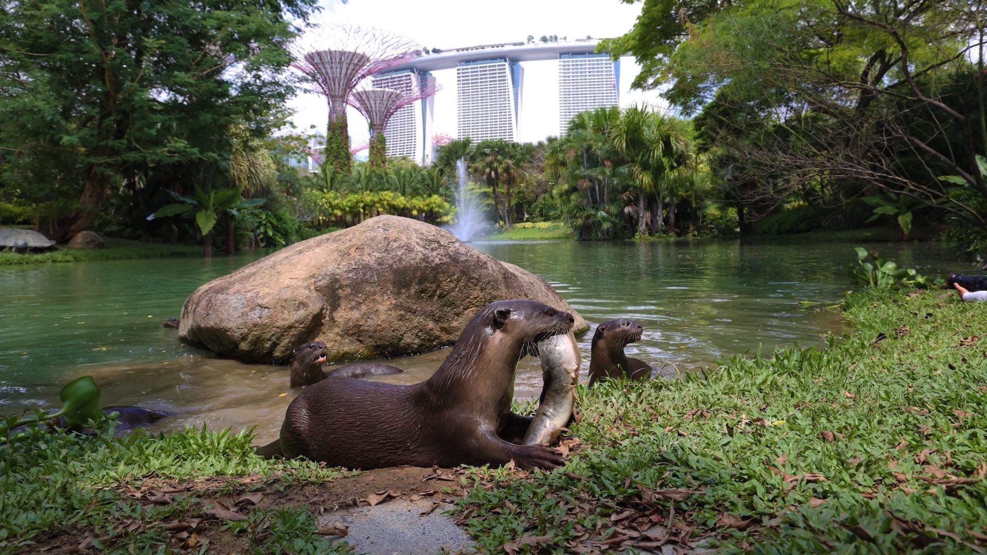 上城水獭