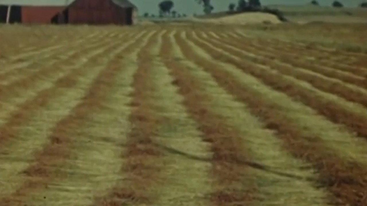 Le lin du Canada - Première partie: La culture du lin
