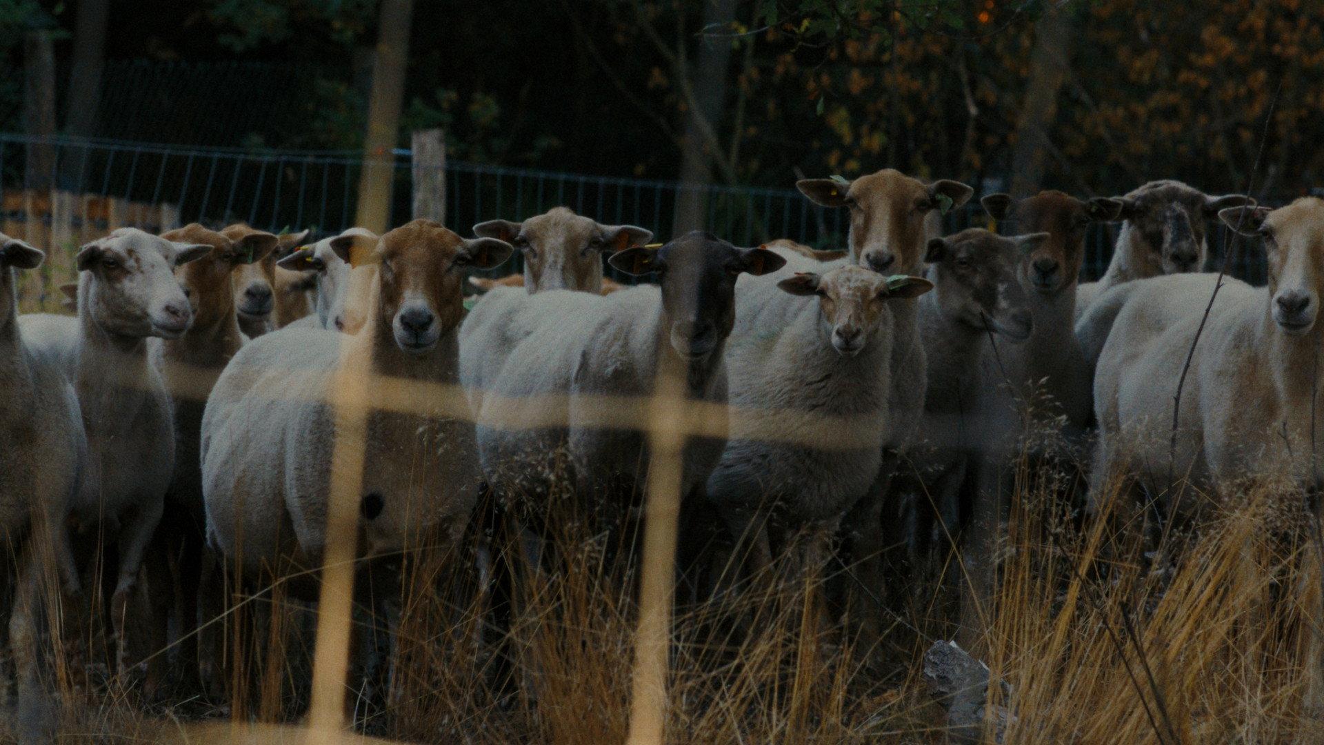 Schaap