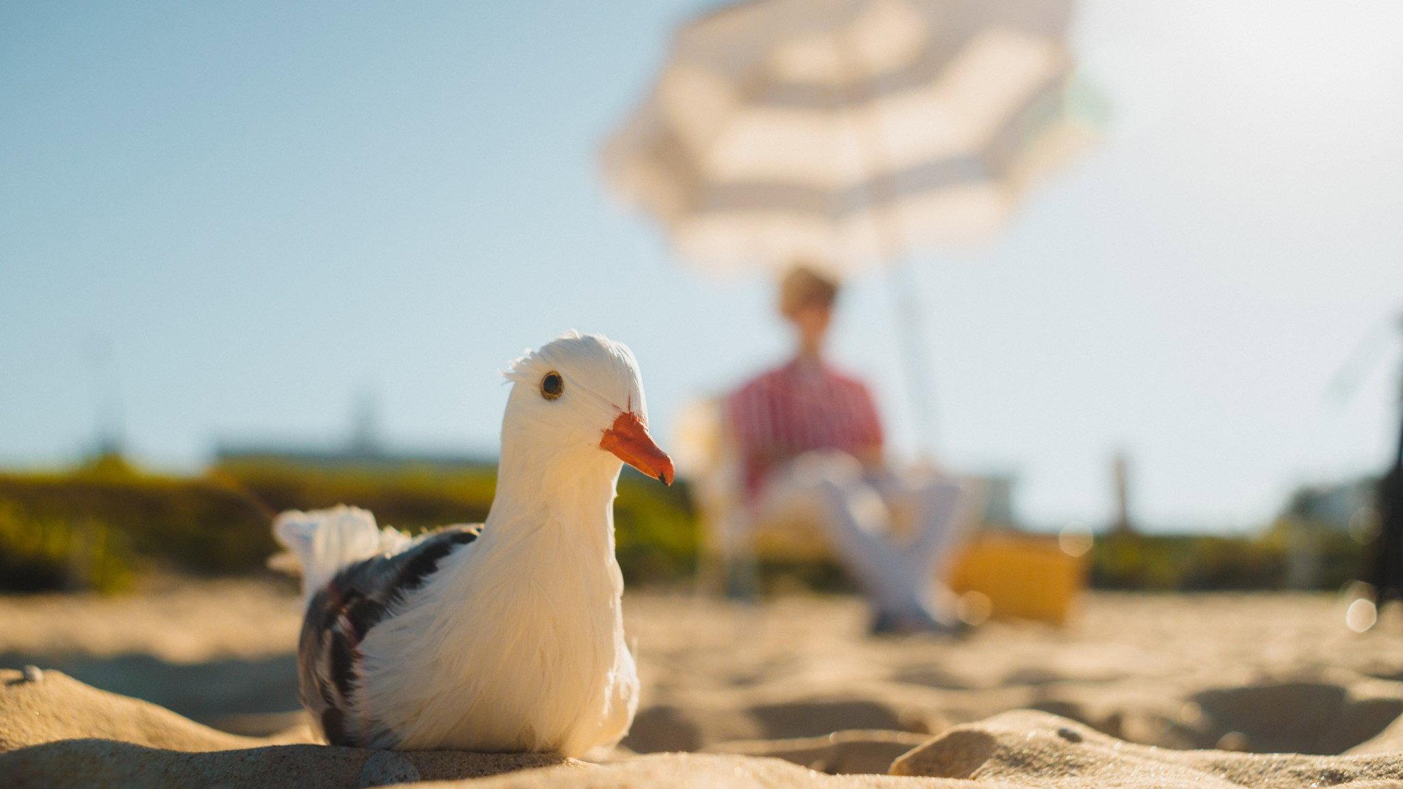 Mouette et Rayures