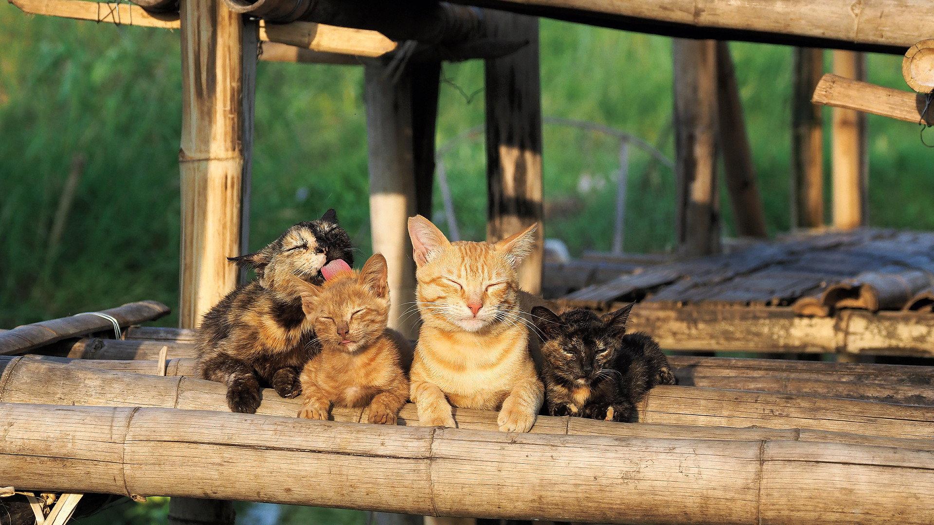 岩合光昭的猫步走世界