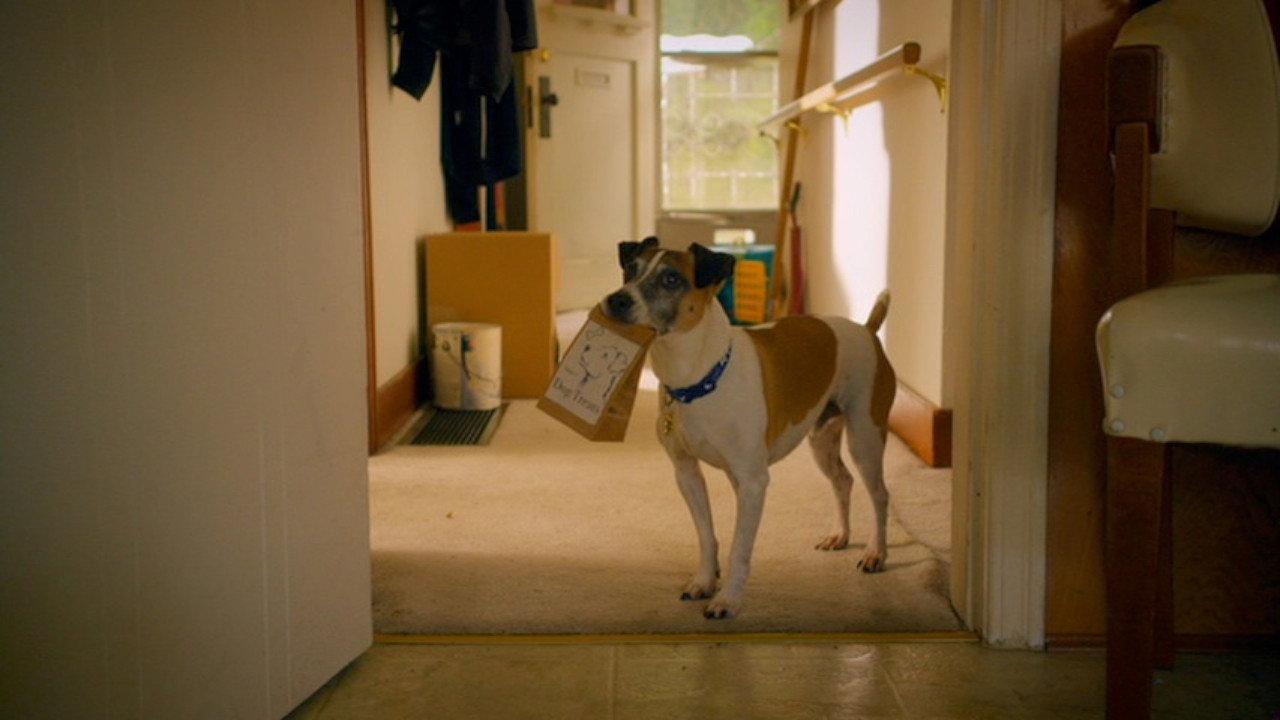 夺宝猎犬