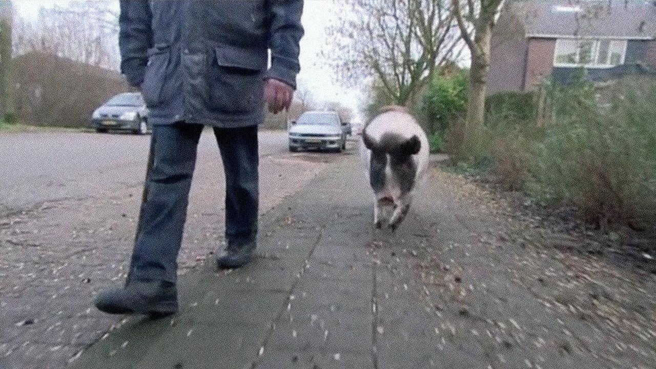 Goddelijk Varken