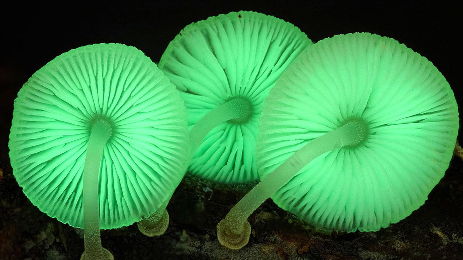 真菌王国