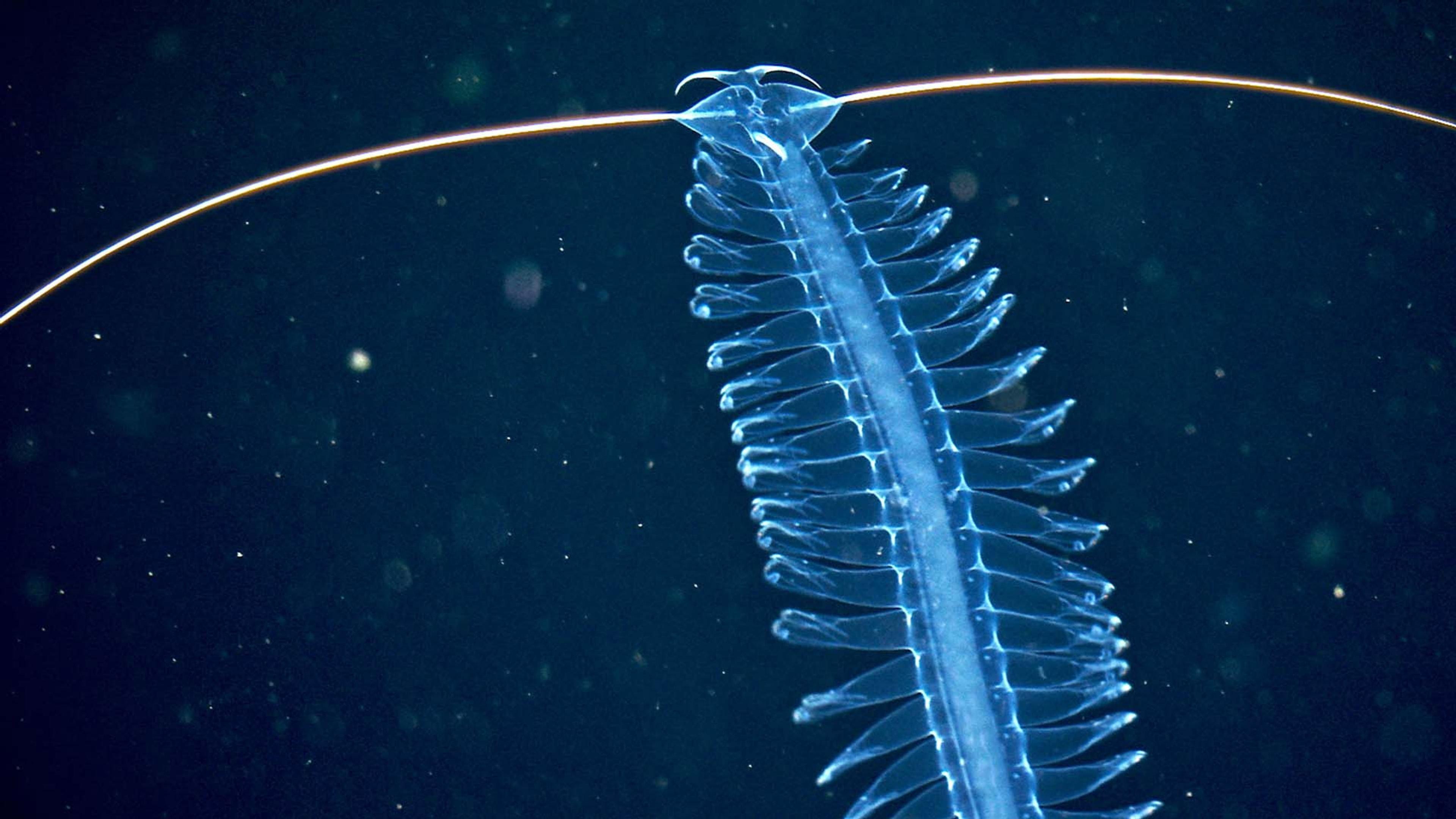 Abysses, la face cachée des océans