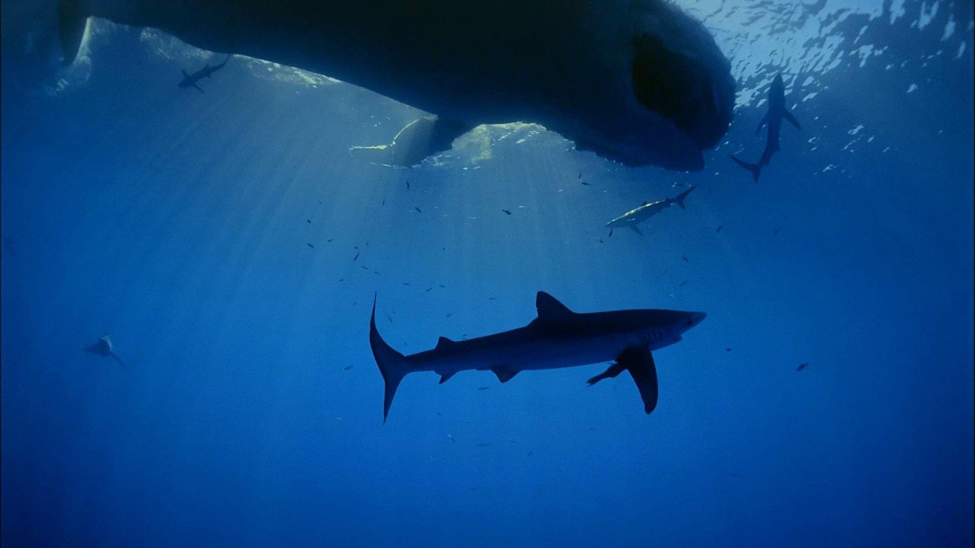 IMAX - 海洋绿洲