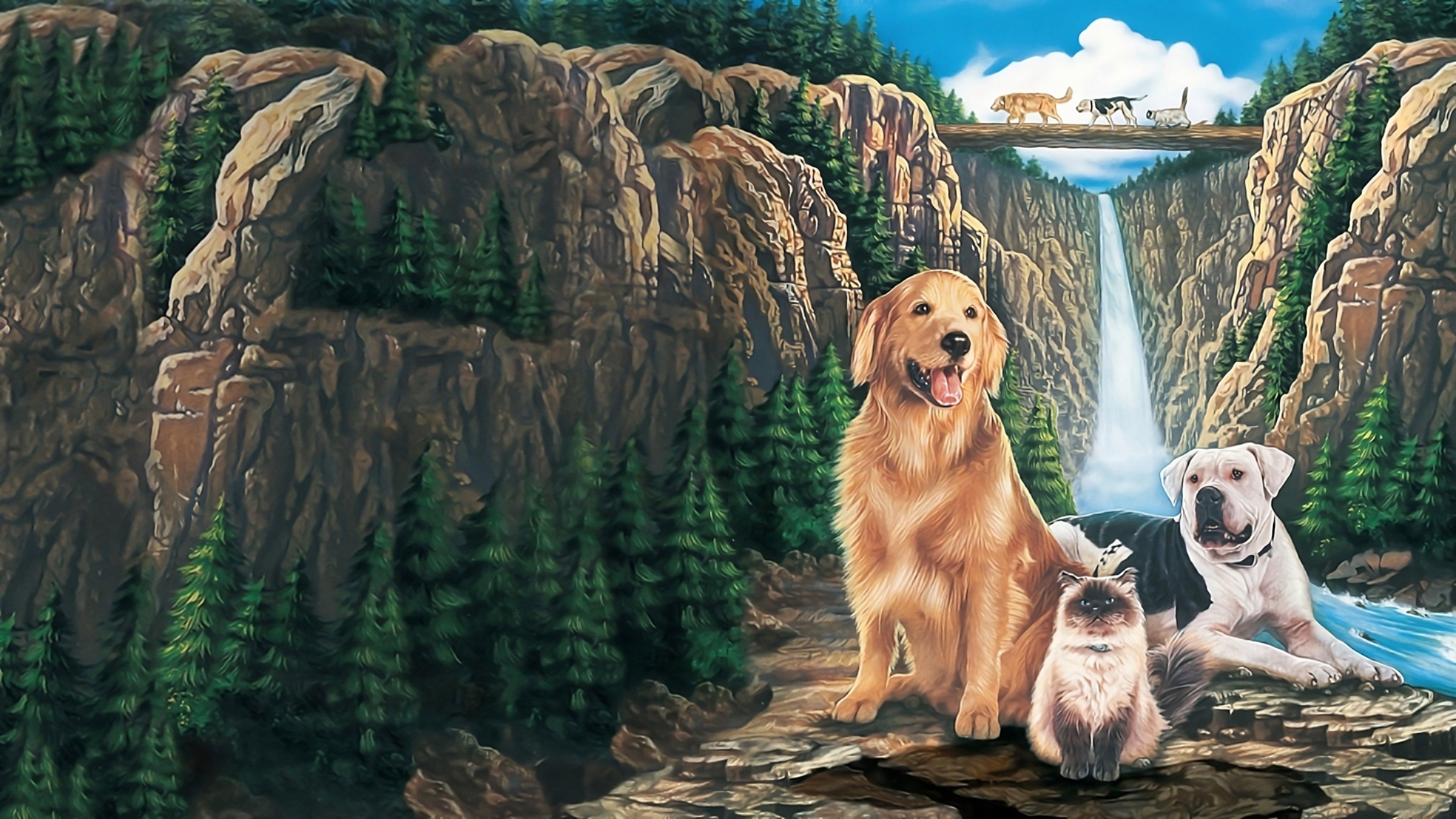 看狗在说话