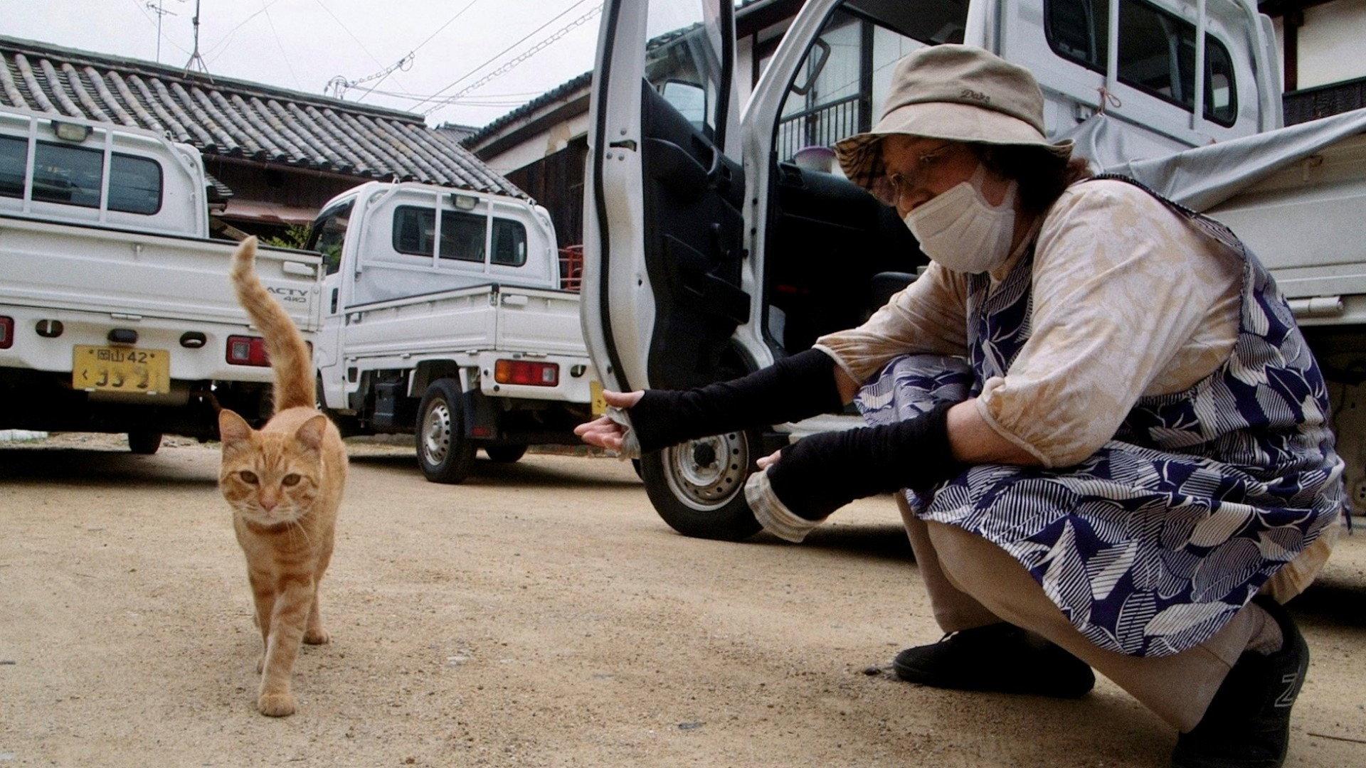 五香宫的猫