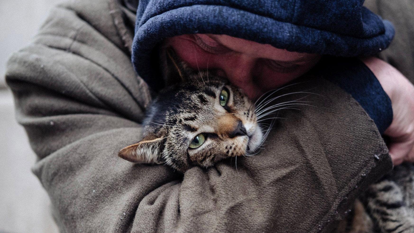 猫爸爸们