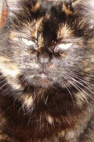 Gojira Cat