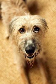 Rosie the Lurcher