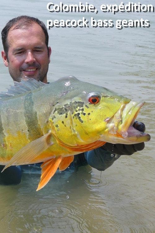 Colombie, expédition peacock bass geants