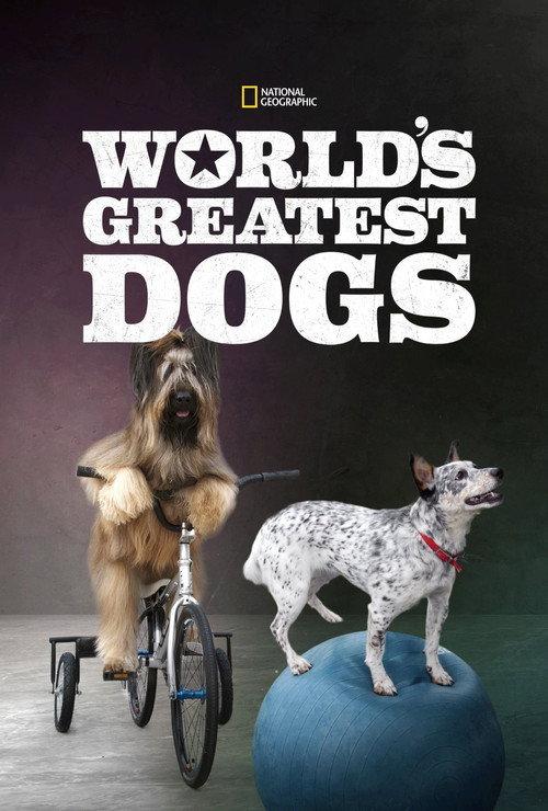 世界灵犬大全