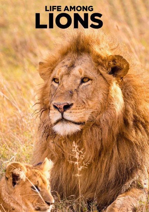 Life Among Lions
