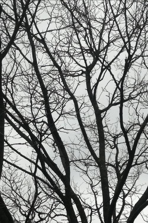 Tree Limbs