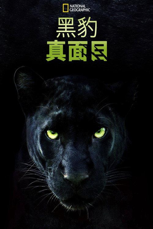 真黑豹无双