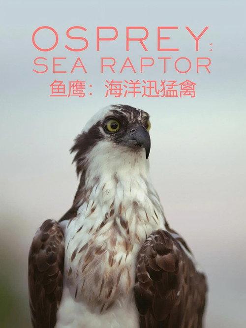 鱼鹰:海洋迅猛禽