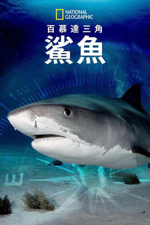 百慕大三角:鯊魚