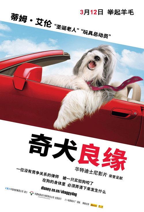 长毛狗