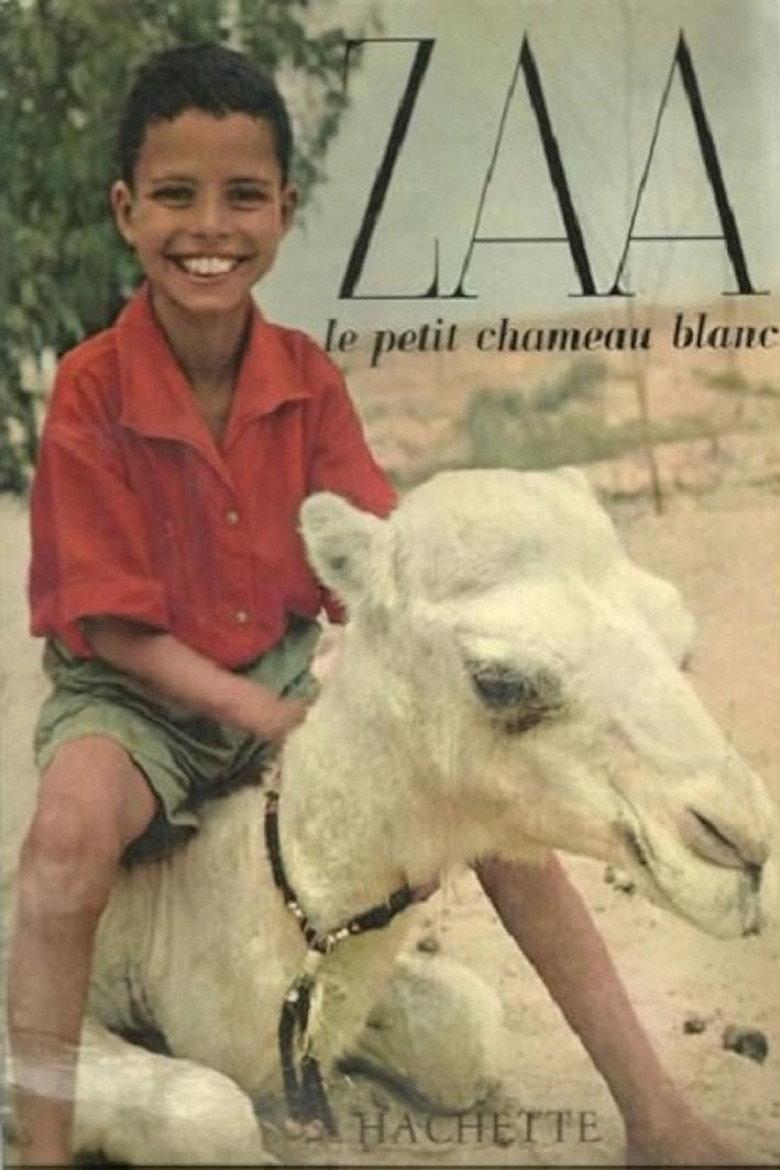 Zaa, petit chameau blanc