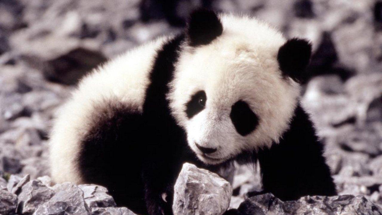 小猫熊历险记