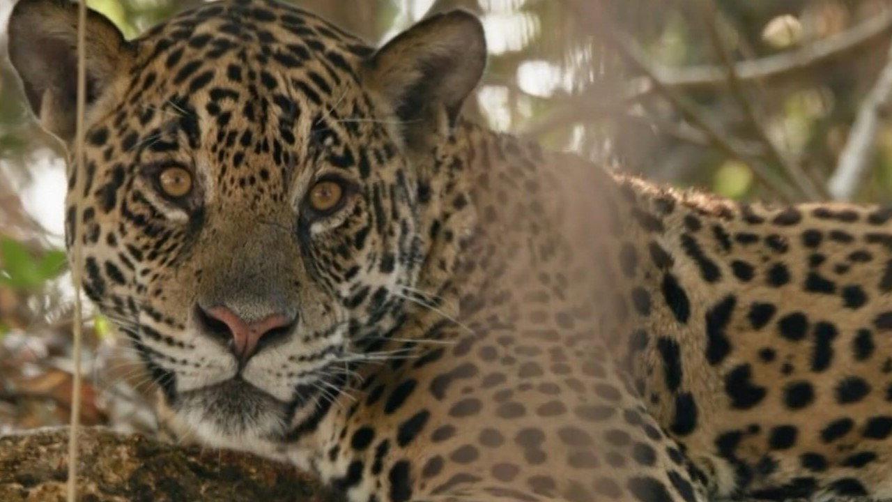 Au nom des jaguars