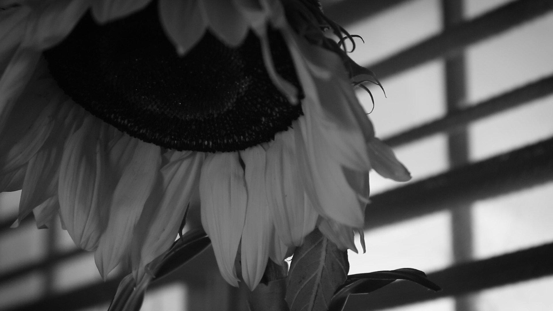 Cómo regar un girasol
