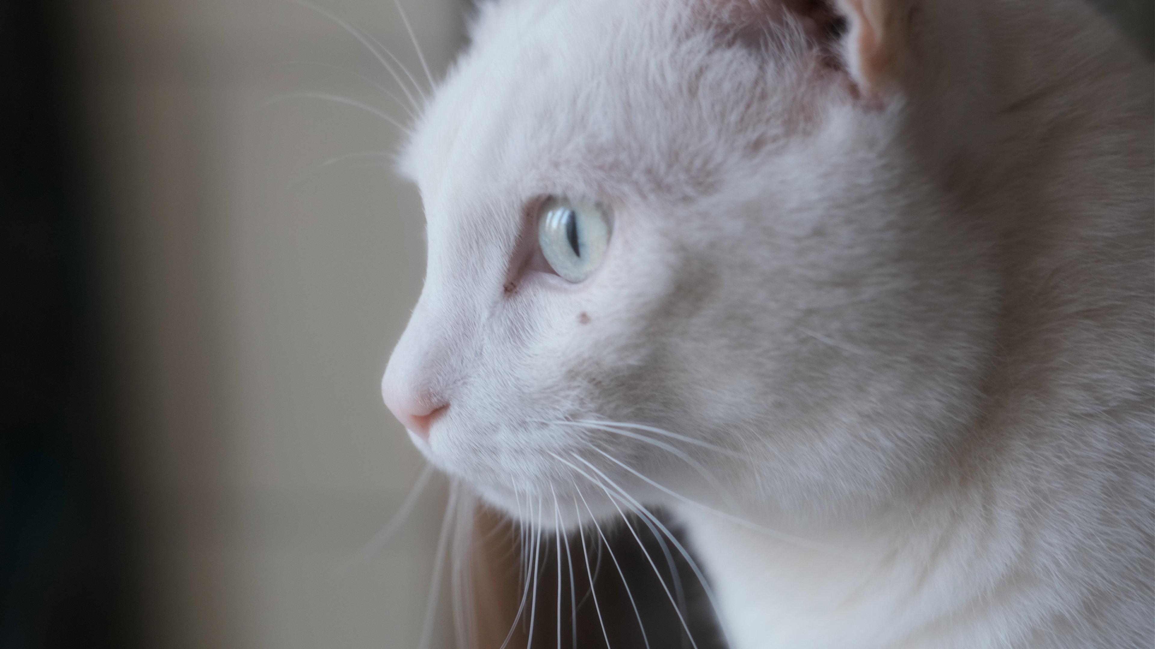 Tre gatti