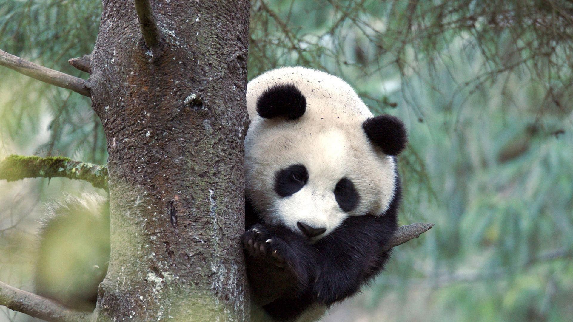 Der Große Panda