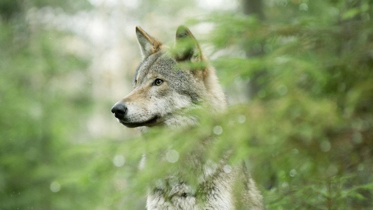 Wolf