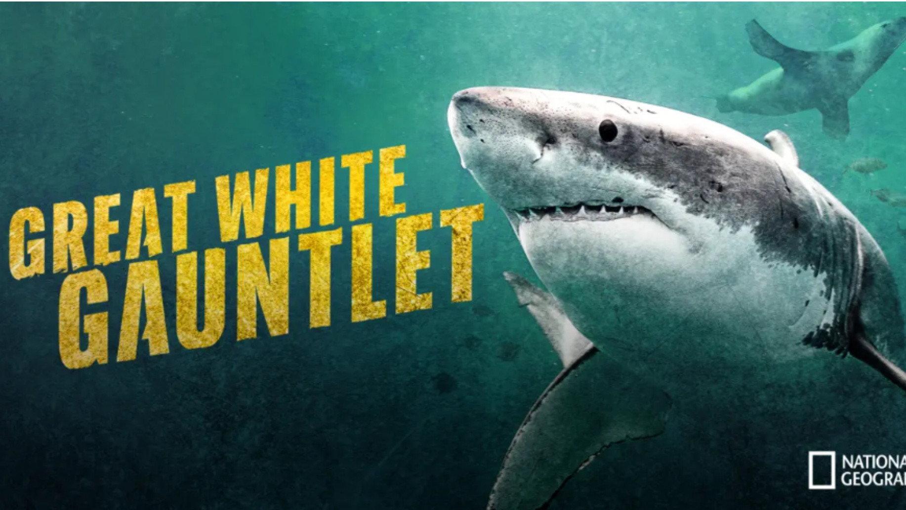 Great White Gauntlet