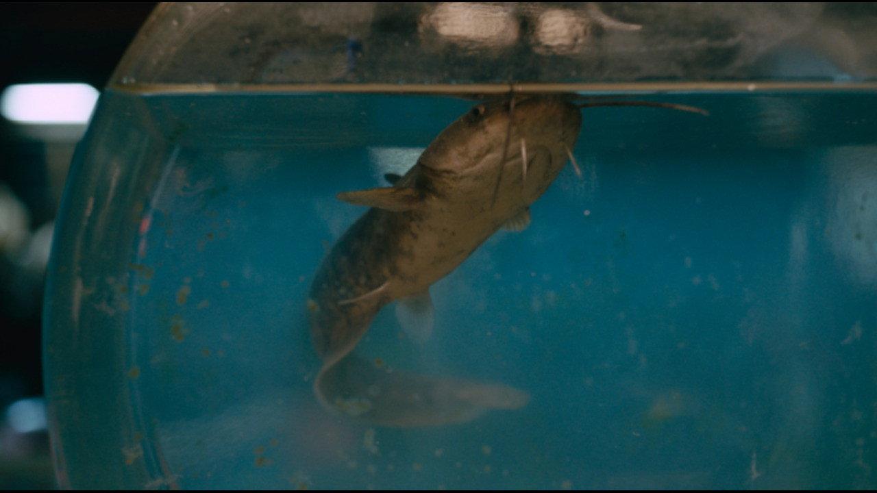 アメガラス