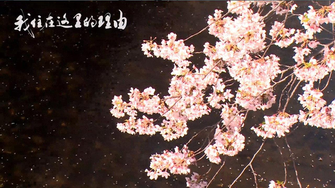 我住在这里的理由