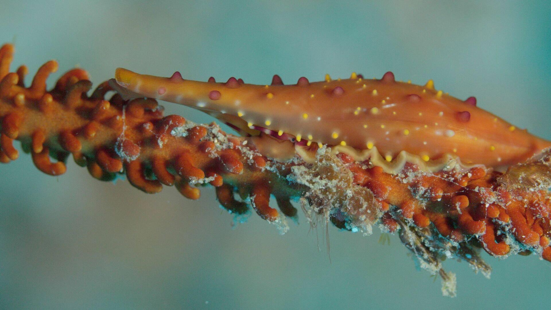Shells: Shaped by Nature