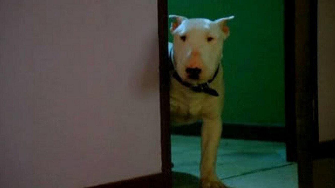 狗儿怨