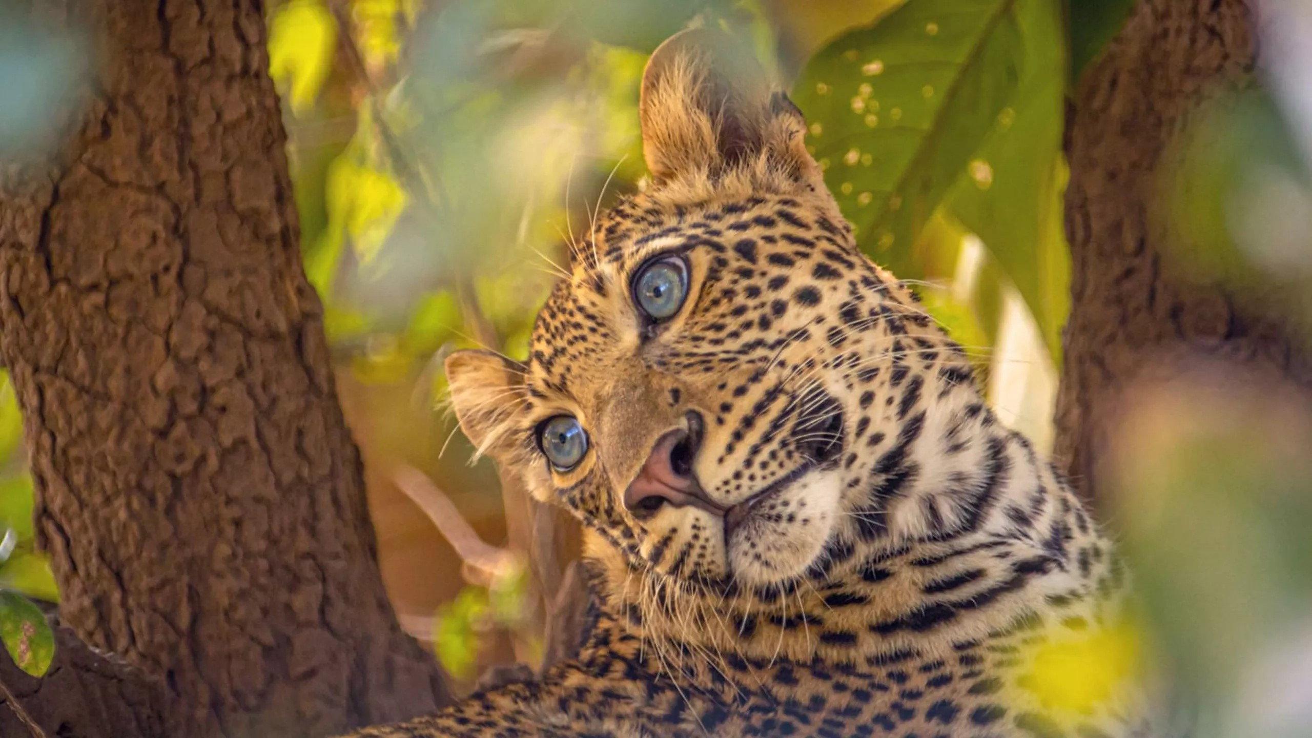 Olimba, Königin der Leoparden