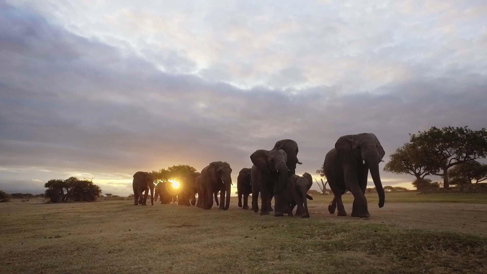Diary of an Elephant Orphan