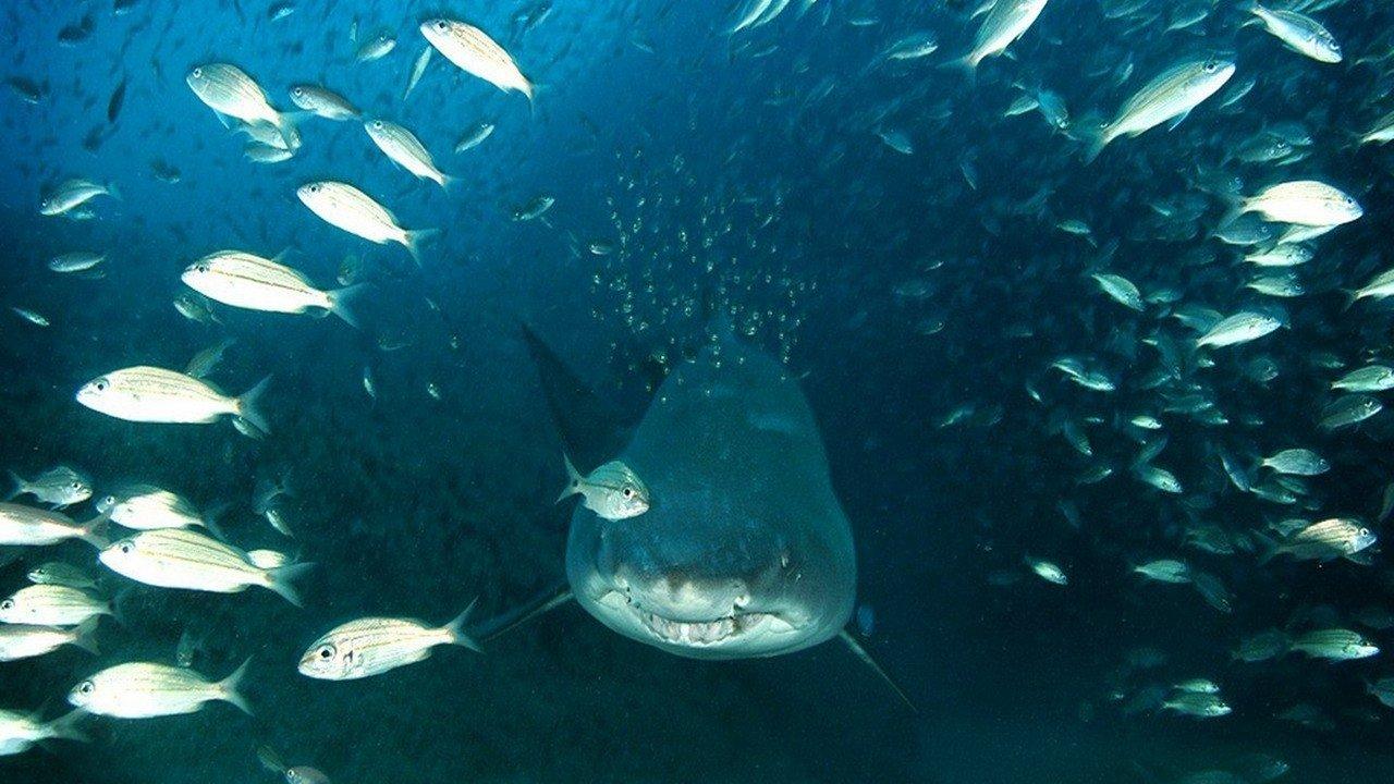 深海猎奇