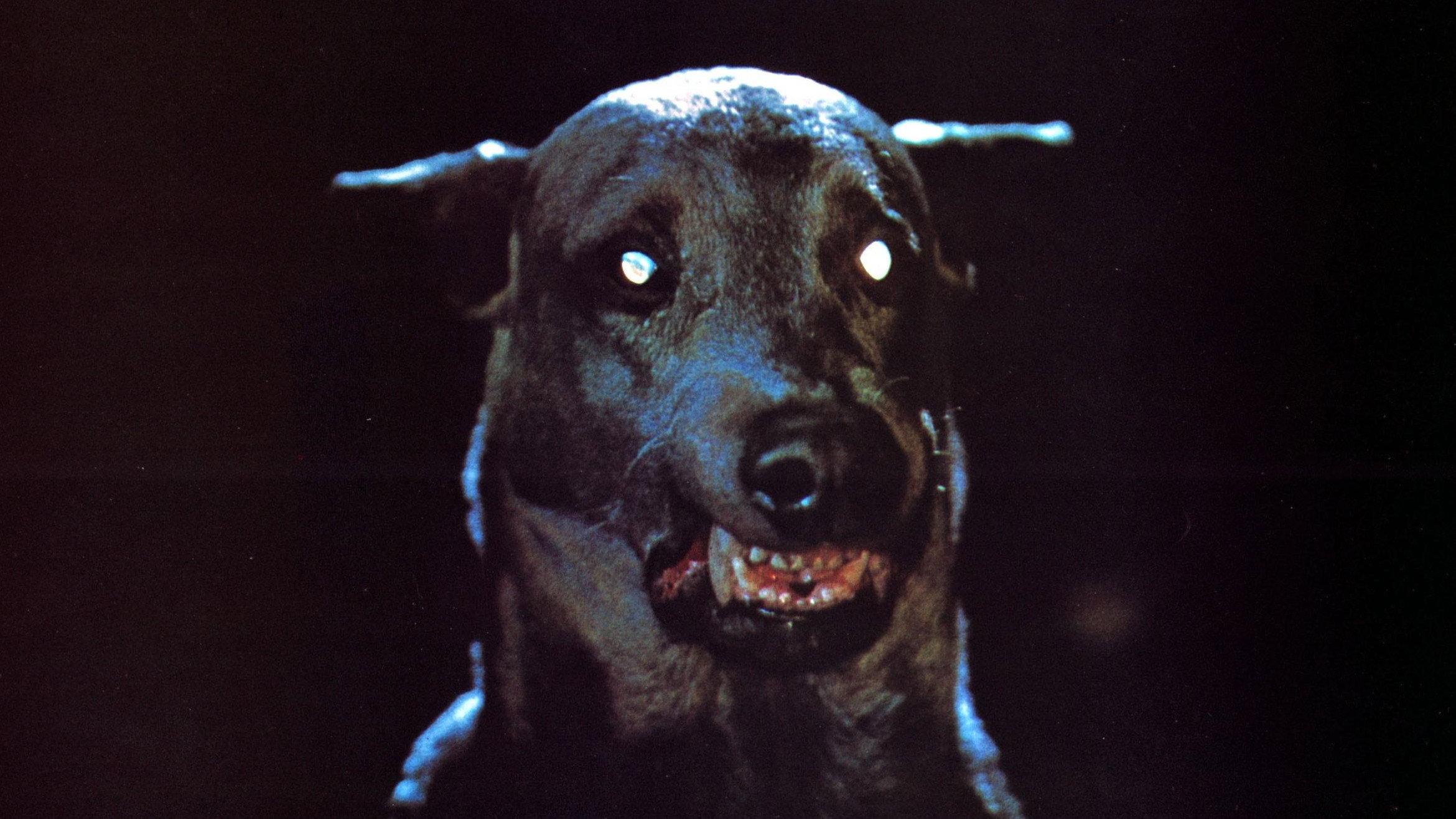 德拉库拉魔犬