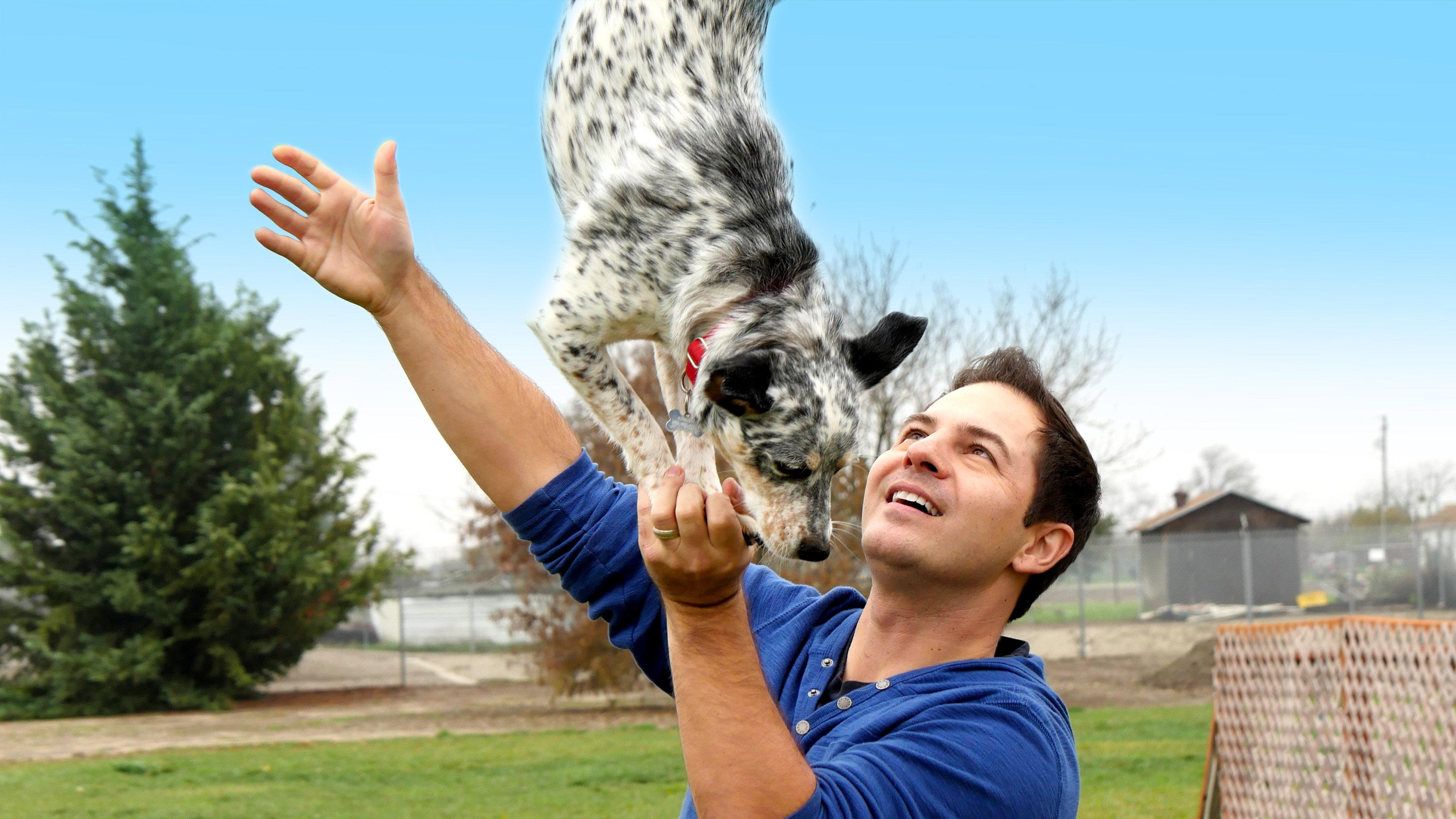 世界灵犬大全