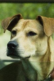 Lucy the Dog