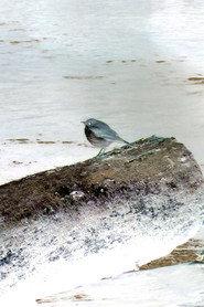 Hermit Thrush