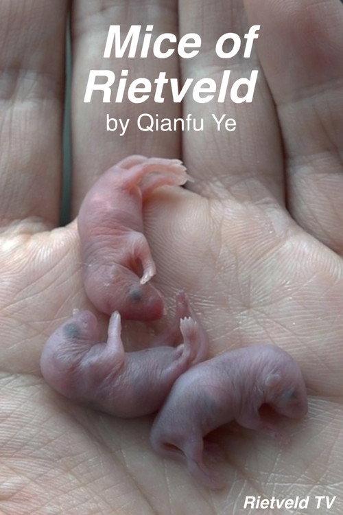 Mice of Rietveld