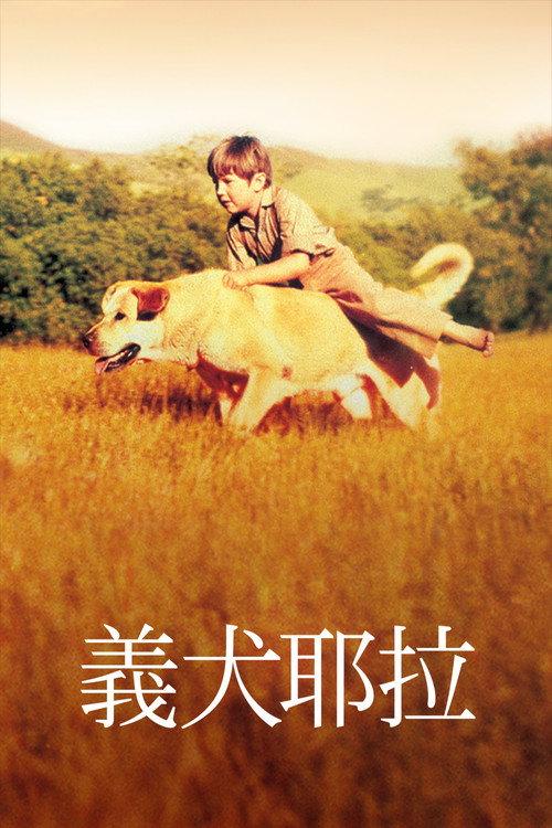 老黄狗
