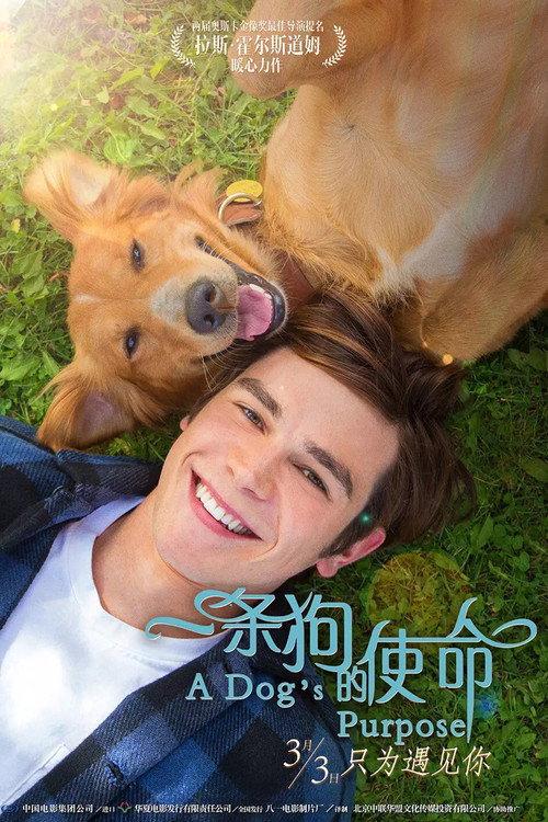 一条狗的使命